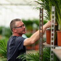 2x Dracaena - ↨90cm - Ø17cm Everspring