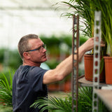 2x Dracaena - ↨90cm - Ø17cm Everspring