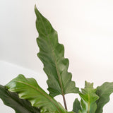 Alocasia Lauterbachiana - Ø19cm - ↕80cm + panier Selin Everspring