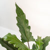 Alocasia Lauterbachiana - Ø19cm - ↕80cm + panier Selin Everspring