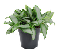 Murdannia Loriformus 'Bright Star' - Ø12cm - ↕20cm Everspring