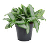 Murdannia Loriformus 'Bright Star' - Ø12cm - ↕20cm Everspring