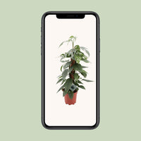 Epipremnum Pinnatum Cebu Blue - Ø17cm - ↕60cm Everspring