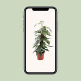 Epipremnum Pinnatum Cebu Blue - Ø17cm - ↕60cm Everspring