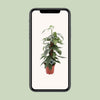 Epipremnum Pinnatum Cebu Blue - Ø17cm - ↕60cm Everspring