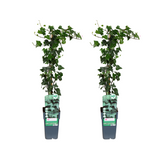 Hedera helix - 2 pièces - Ø15cm - ↕65cm Everspring