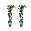 Hedera helix - 2 pièces - Ø15cm - ↕65cm Everspring