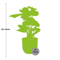 Anthurium rouge 12 cm + pot ELHO Vibes Fold 14 cm rose Everspring