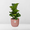 Ficus Lyrata ‘Bambino’ + pot ELHO Vibes Fold 14 cm rose Everspring