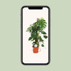 Monstera Deliciosa - Ø24cm - ↕105cm Everspring