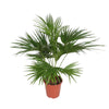 Livistona Chinensis - 170 cm - ø27 Everspring