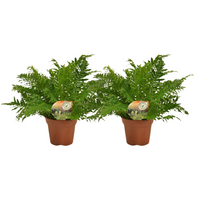 Blechnum Silver Lady - 2 pièces - Ø17cm - ↕50cm Everspring