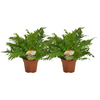 Blechnum Silver Lady - 2 pièces - Ø17cm - ↕50cm Everspring