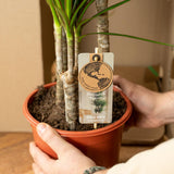 2x Dracaena - ↨90cm - Ø17cm Everspring
