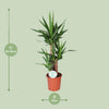 Yucca - Ø21cm - ↕90cm Everspring