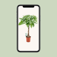 Pachira Aquatica - Ø19cm - ↕80cm Everspring