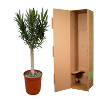 Nerium Oleander sur tige à fleurs roses - 110cm - Ø22 Everspring