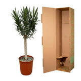 Nerium Oleander sur tige à fleurs roses - 110cm - Ø22 Everspring