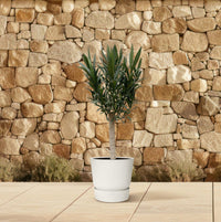 Nerium Oleander sur tige à fleurs roses - 110cm - Ø22 Everspring