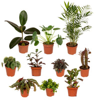 Boîte MIX de plantes pour extérieur - Ø12cm - 10x Everspring