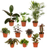 Boîte MIX de plantes pour extérieur - Ø12cm - 10x Everspring