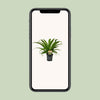 Asplenium Osaka - Ø17cm - ↕40cm Everspring