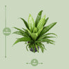 Asplenium Antiquum Osaka - Ø23cm - ↕60cm Everspring