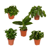 Boîte surprise - Ø12cm - ↕25cm - x5 Everspring