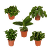 Boîte surprise - Ø12cm - ↕25cm - x5 Everspring