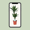 Dracaena Janet Lind - Ø17cm - ↕70cm Everspring