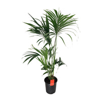Howea Forsteriana - Ø24cm - ↕130cm Everspring