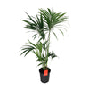 Howea Forsteriana - Ø24cm - ↕130cm Everspring