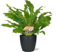 Asplenium Campio - Ø17cm - ↕50cm + Pot Brussels D18x17cm - anthracite Everspring