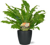 Asplenium Campio - Ø17cm - ↕50cm + Pot Brussels D18x17cm - anthracite Everspring