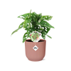 Monstera « Monkey Leaf » + pot ELHO Vibes Fold 14 cm rose Everspring
