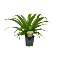 Asplenium Osaka - Ø17cm - ↕40cm Everspring