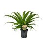 Asplenium Osaka - Ø17cm - ↕40cm Everspring