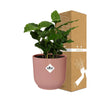Coffea Arabica + pot ELHO Vibes Fold 14 cm rose Everspring
