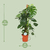 Monstera Deliciosa - Ø24cm - ↕105cm Everspring