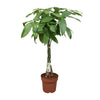 Pachira Aquatica - Ø24cm - ↕120cm Everspring