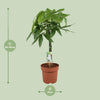 Pachira Aquatica - Ø21cm - ↕90cm Everspring