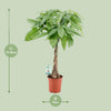 Pachira Aquatica - Ø19cm - ↕80cm Everspring