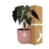 Alocasia ‘Polly’ en ELHO Vibes Fold 14 cm rose Everspring