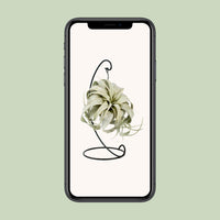 Tillandsia King Xéro - Ø12cm - ↕23cm Everspring