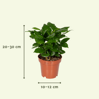 Boîte surprise - Ø12cm - ↕25cm - x5 Everspring