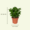 Boîte surprise - Ø12cm - ↕25cm - x5 Everspring