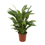 Spathiphyllum Torelli P17 - Ø17cm - ↕65cm Everspring