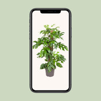 Monstera Minima - Ø19cm - ↕80cm Everspring
