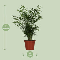 Chamaedorea Elegans - Ø17cm - ↕55cm Everspring