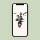 Calathea Makoyana - Ø21cm - ↕70cm Everspring